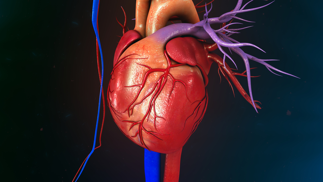 Сердце человека инфаркт миокарда